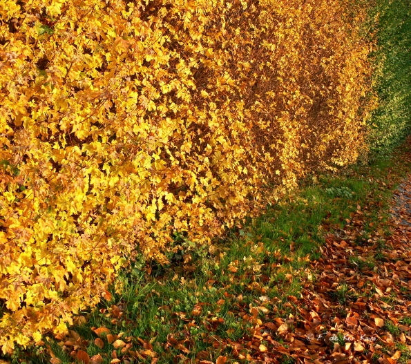 Chant d'automne 2012 (18)